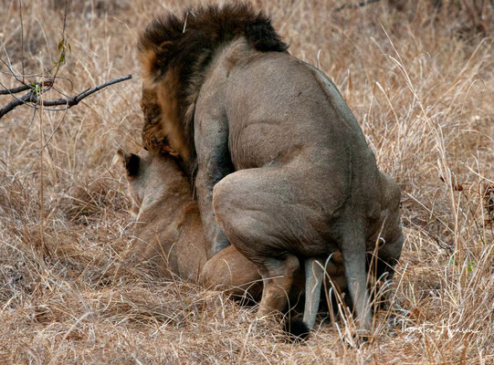 Auch wenn ein Männchen die Spitze der Rangordnung einnimmt, kann es sich mit einem Weibchen nur mit dessen Zustimmung paaren. Hierzu legt sich die Löwin auf den Bauch und erlaubt dem Männchen, sie zu besteigen. 