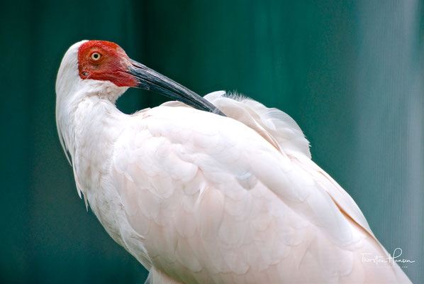 Haubenibis (Nipponia nippon) im Yangxian-Reservat 