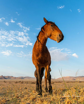 Eine der derzeit wahrscheinlichsten Theorien ist, daß die Tiere zum einen von entflohenen Tieren der Pferdezucht des deutschen Bürgermeisters von Lüderitz entstammen könnten...