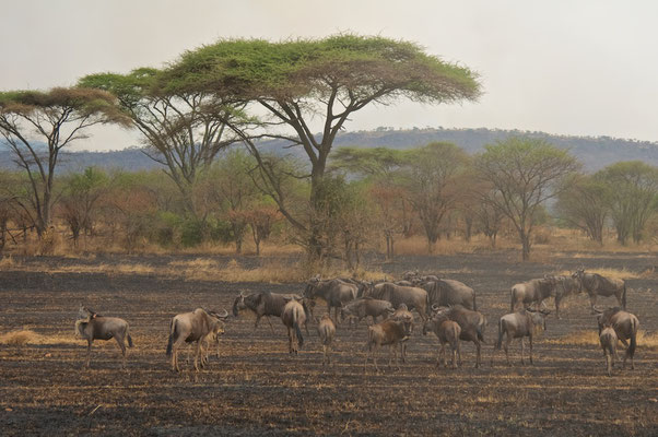 Landschaft der Massai Mara