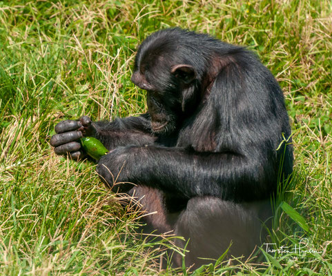 Nach Ngamba Island kommen Schimpansen, die verwaist oder verletzt sind, oder aber bei illegalen Handelstransaktionen beschlagnahmt wurden.