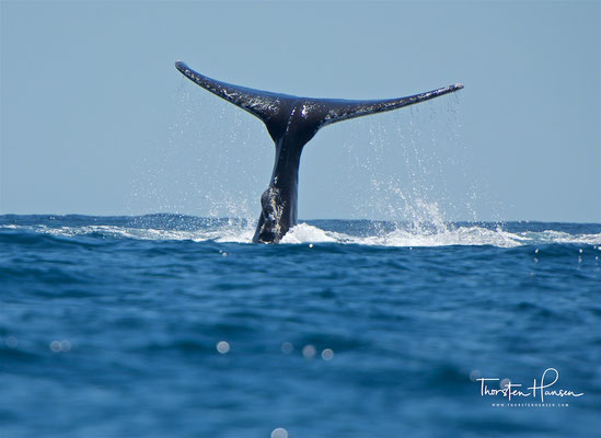Buckelwale in Cabo San Lucas