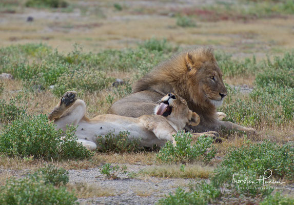 Löwen im Etosha NP