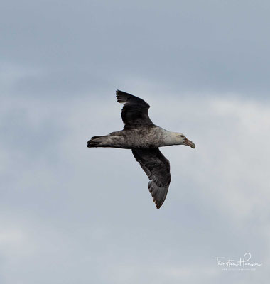 Der Riesensturmvogel (Macronectes giganteus) ist ein Brutvogel des antarktischen Festlands sowie vieler subantarktischer Inseln