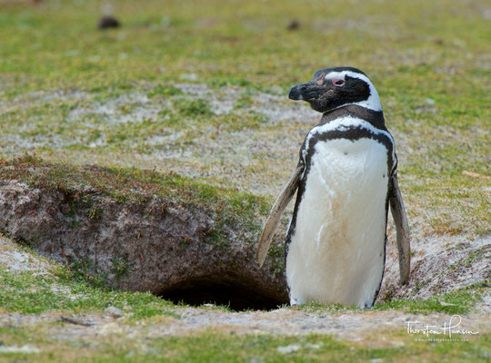 Magellan Pinguine am Volunteer Point