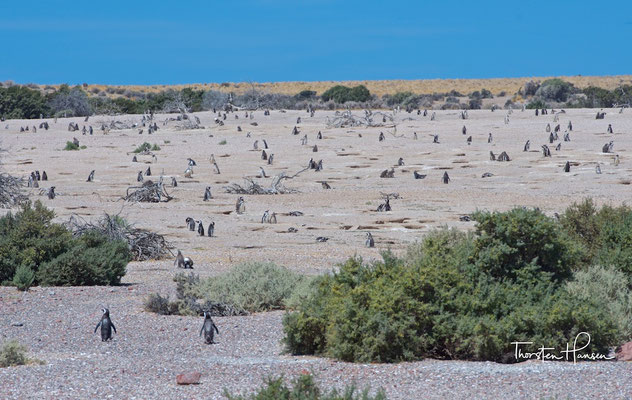 Punta Tombo ist die weltweit größte Brutstätte von Magellan-Pinguinen