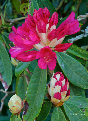 The Lost Gardens of Heligan