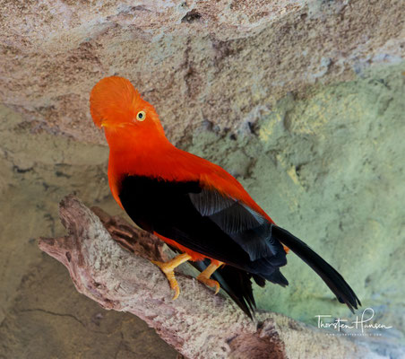 Der Andenklippenvogel (Rupicola peruviana), auch Andenfelsenhahn oder Roter Felsenhahn genannt, ist eine südamerikanischer Vogelart aus der Familie der Schmuckvögel (Cotingidae). Er ist der Nationalvogel von Peru.