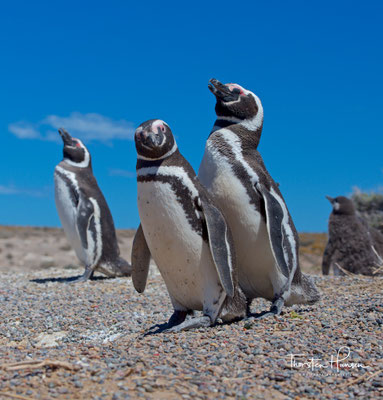 Magellan-Pinguine verstärken die Paarbindung durch gegenseitige Gefiederpflege