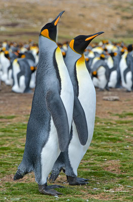 Sie sind die zweitgrößte Art der Pinguine nach den Kaiserpinguinen