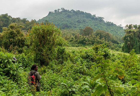 Es entstanden der Vulkan-Nationalpark in Ruanda und der Virunga-Nationalpark in der DR Kongo. 