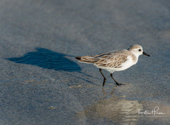 Der Sanderling-Vogel verbringt die Sommermonate an den Stränden der Galapagosinseln, nachdem er aus kälteren arktischen Gewässern angekommen ist.