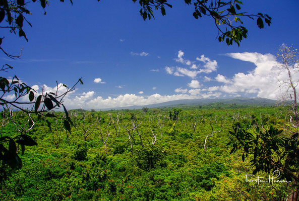 Blick über den Regenwald von Savai´i von dem Rain Forest Canopy 