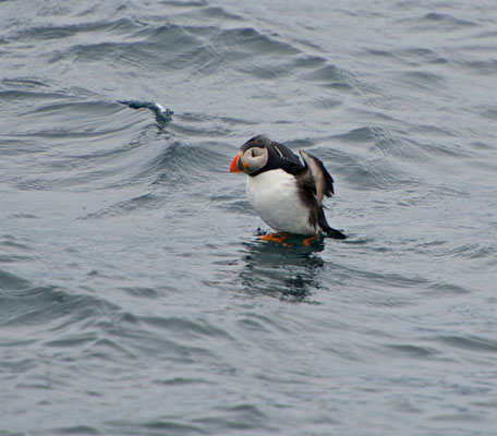 Der Papageitaucher (Fratercula arctica) – auch Papageientaucher oder Puffin genannt – ist eine Vogelart aus der Familie der Alkenvögel (Alcidae).