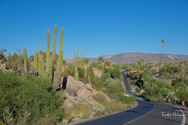 Kakteenlandschaft in der Cataviña-Wüste