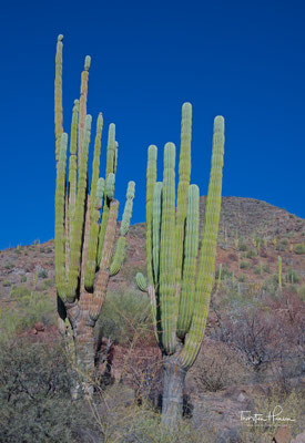Kakteen, Baja California