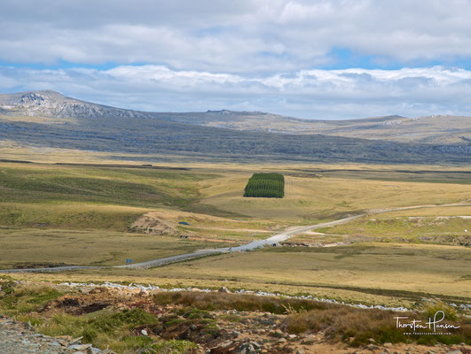 Der einzige Wald auf den Falklandinseln 