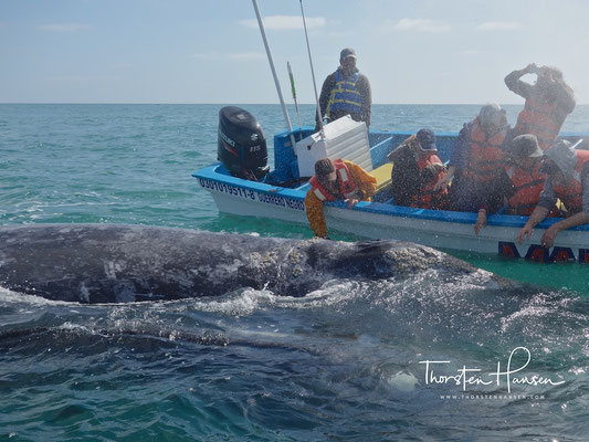 Whale Watching in Guerrero Negro