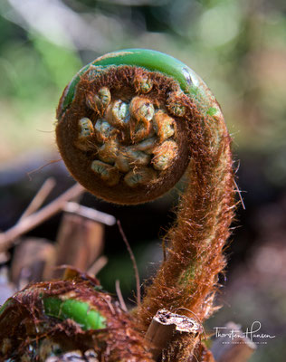 The Lost Gardens of Heligan
