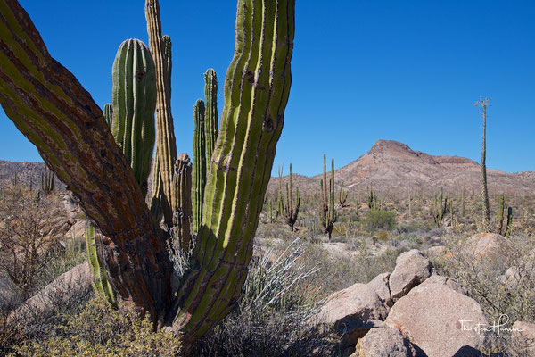 Kakteenlandschaft in der Cataviña-Wüste