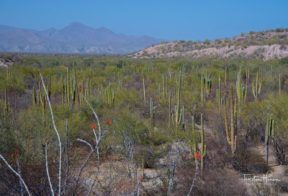 Kakteen, Baja California
