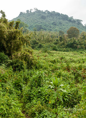 Nach der Unabhängigkeit des Kongos wurde der Albert-Nationalpark 1969 geteilt.