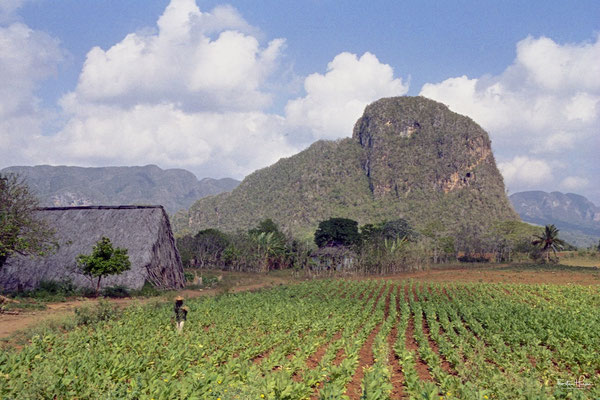 Tabakanbaugebiet Valle de Viñales