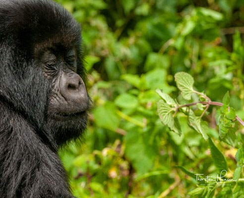 In den vergangenen Jahrzehnten ist der Lebensraum der Gorillas stark geschrumpft: Mit 770 Quadratkilometern ist er nur noch etwa so groß wie Hamburg.