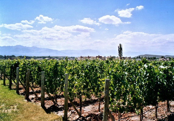 Weingut Cava de Cano in Mendoza