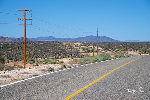 Kakteenlandschaft in der Cataviña-Wüste
