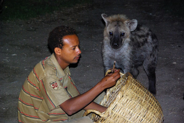 Harar Hyänen Fütterung