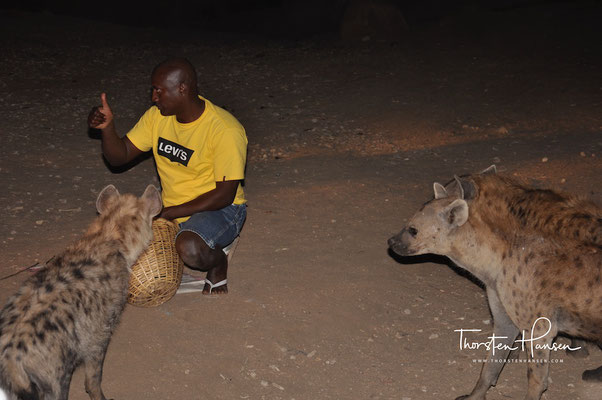 Harar Hyänen Fütterung