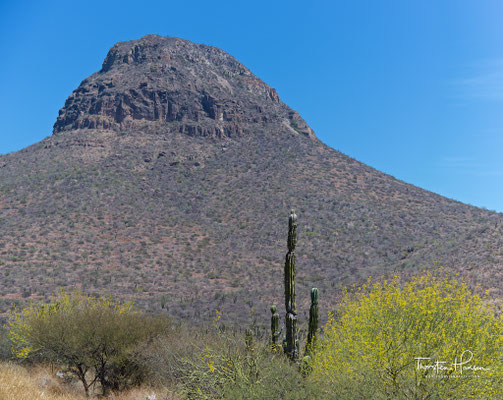 Kakteen, Baja California