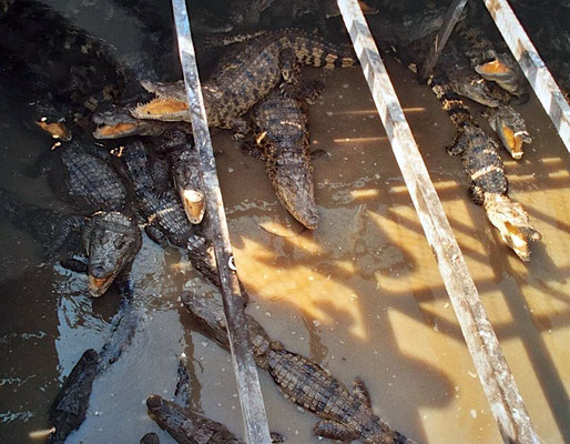 Ausflug über den Tonle Sap nach Kompong Plug