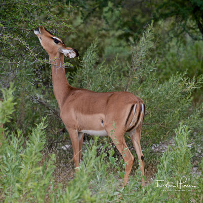 Schwarznasen-Impala im Etoscha NP