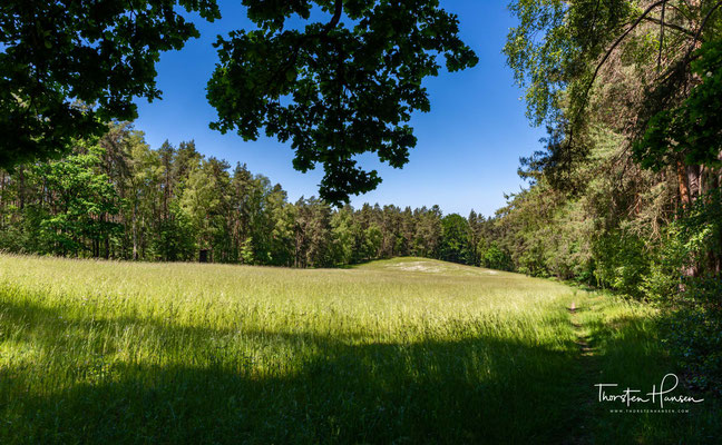 Der Elm ist ein naturbelassenes Waldstück in der Oberpfalz