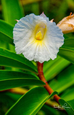 Ingwer Blüte Samoa 
