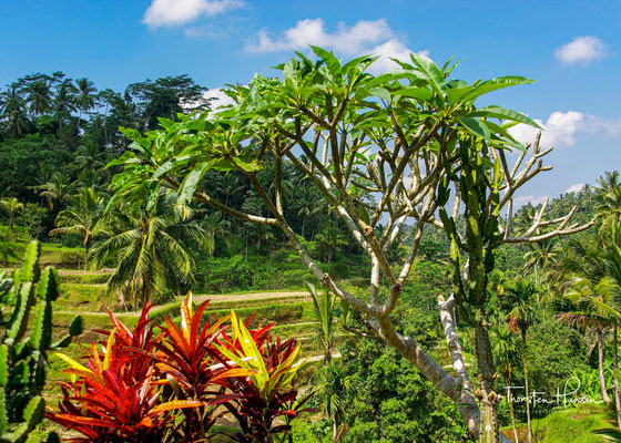 2012 wurden die Reisterrassen von Bali als UNESCO Weltkulturerbe aufgenommen.