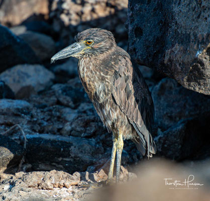 LAVA HERON (Galapagos Gestreifter Reiher) - Das vielleicht beeindruckendste Merkmal des Lavareiers ist seine wunderbare Tarnung, die ihn perfekt in seine Umgebung einfügt. 