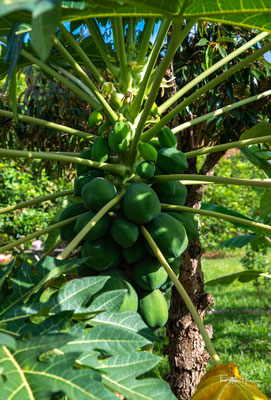 Papayabaum auf der Pfefferfarm in Kampot 