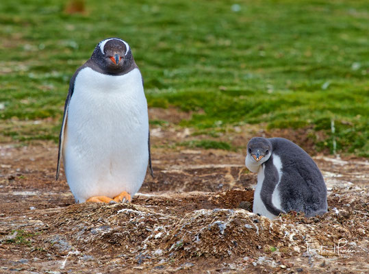 Eselspinguine sind die schnellsten Schwimmer unter den Pinguinen, sie erreichen dabei bis zu 27 km/h (nach anderen Quellen bis zu 36 km/h)