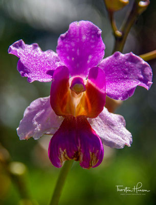Orchideen auf Samoa 