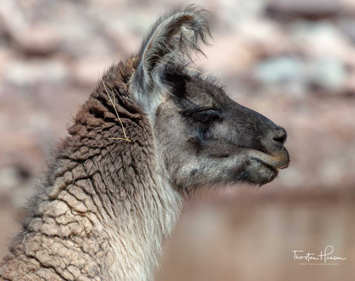 Lamas ernähren sich von krautigen Pflanzen, Gräsern, einschließlich den Familien der Süß- und Federgräsern, sowie von Sträuchern, Flechten und Blättern.