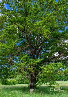 Wunderschöner Baum an der Hutzlmühle 