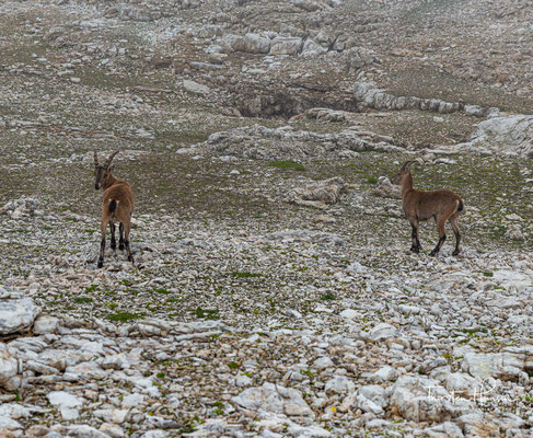 In den Alpen ist der sogenannte Alpensteinbock (der zur Gattung der Ziegen gehört) zu Hause. Steinböcke sind erstaunlich gute Kletterer und sind meist zwischen der Wald- und Eisgrenze anzutreffen