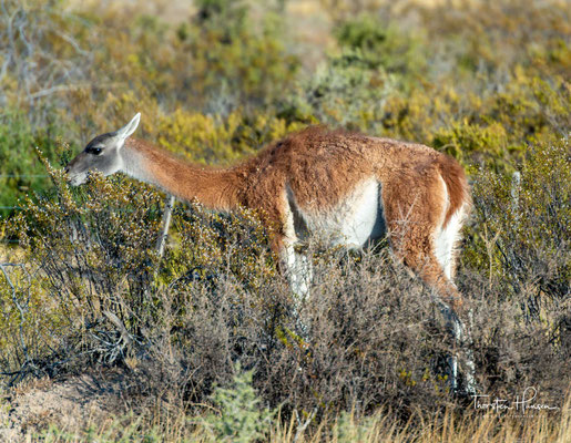 Das Guanako (Lama guanicoe), auch Huanako genannt, ist eine wildlebende Art innerhalb der Familie der Kamele (Camelidae). 