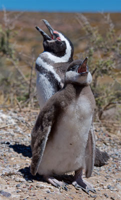 Magellan-Pinguin mit Jungvogel