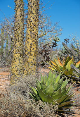 Kakteenlandschaft in der Cataviña-Wüste