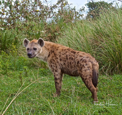 Hyäne im Ngorongoro-Krater
