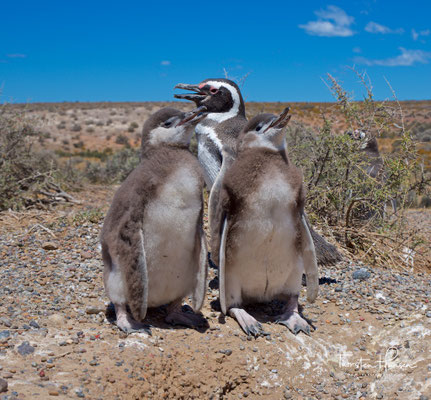 Magellan-Pinguin (Spheniscus magellanicus)